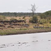  The Serengeti, TZ